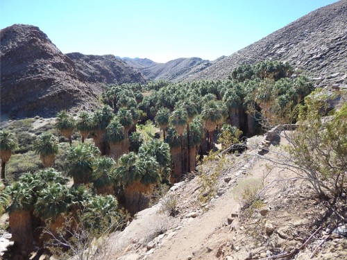 Palms